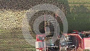 Aerial view of combine, harvester machine unloading ripe sugar beet