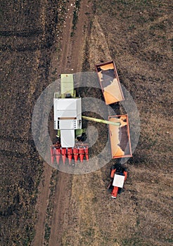 Aerial view of combine pouring harvested corn grains into traile