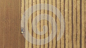 Aerial view on the combine working on the large wheat field. Harvester on the wheat field