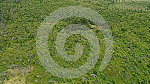 Aerial view of coniferous forest under High Tatras mountains, recovering after disastrous windstorm