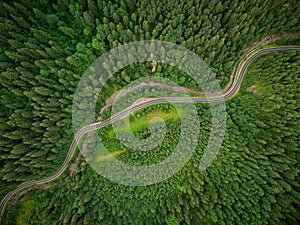 Aerial view of a coniferous forest through which a winding road passes in the mountains