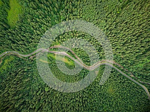 Aerial view of a coniferous forest through which a winding road passes in the mountains