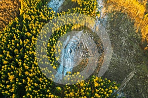 Aerial View Of Coniferous Trees Green Forest In Landscape At Early Spring. Pine Forest In Deforestation Area Landscape