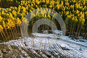 Aerial View Of Coniferous Trees Green Forest In Landscape At Early Spring. Pine Forest In Deforestation Area Landscape