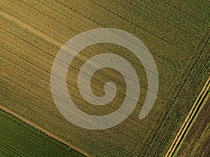 Aerial view of corn crops field