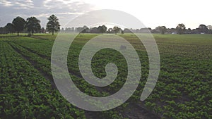 Aerial View of Corn Crops Field From Drone Point Of View Evening Sunset. Aerial, Flight Above Rural Countryside