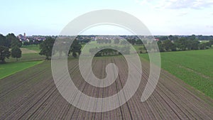 Aerial view of corn crops field from drone point of view evening sunset. Aerial, flight above rural countryside
