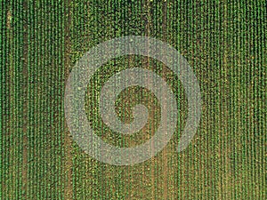 Aerial view of corn crops field with weed