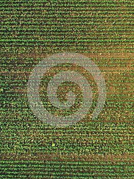 Aerial view of corn crops field with weed