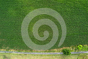 Aerial view of a corn field