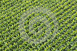 Aerial View of Corn Field or Cornfield photo