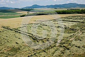 Aerial view of corn field damaged by weather phenomenon