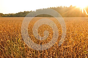 Aerial view of corn field, lit by evening sun