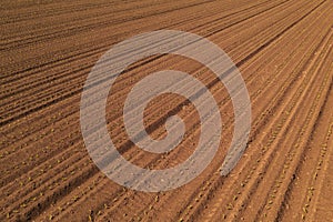 Aerial view of corn maize crop sprouts in cultivated agricultural field, drone pov. Agriculture and farming concept