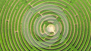 Aerial view of cornfield maze, Poland