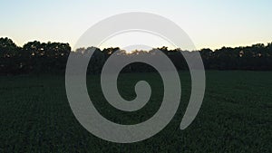 Aerial view cornfield at summer sunset or sunrise, drone shot forest and nature