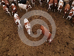 Aerial view of corral full of cattle