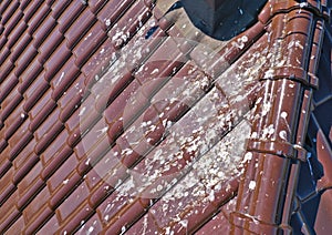 Aerial view on corrugated roof dirty with massive number of bird droppings. Rooftop with unclean tile problem photo