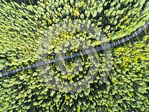 Aerial view of a country road in the forest with moving cars. Beautiful landscape. Captured from above with a drone. Aerial bird`