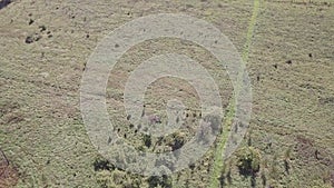 Aerial view of the countryside. Green fields, trees and country road. Landscape of green field in aerial view. Agriculture farm.