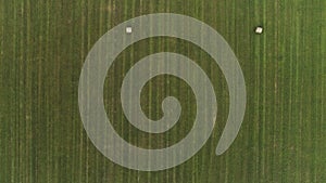 Aerial view of a countryside landscape with fresh green field and dry hay bales during harvest. Shot. Top view of trails
