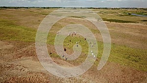 Aerial view of the cow herd migration.