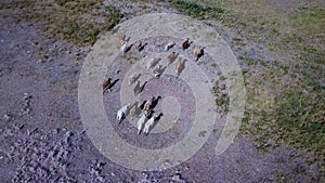 Aerial view of the cow herd migration.