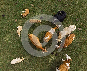 Aerial view of cow pasture in Austria