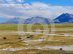 Aerial view of cows cattle grazing on a mountain pasture