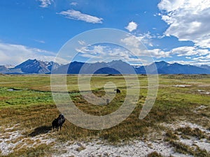 Aerial view of cows cattle grazing on a mountain pasture