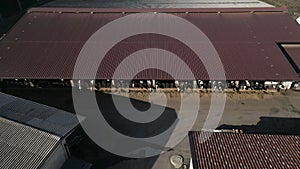 Aerial view of cows in a factory