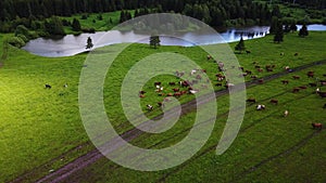 aerial view of cows on green pasture in Switzerland