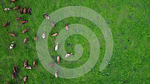 aerial view of cows on green pasture in Switzerland