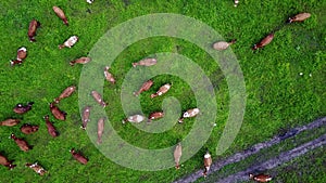 aerial view of cows on green pasture in Switzerland