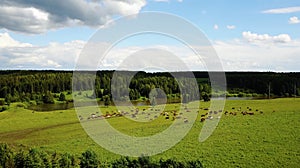 aerial view of cows on green pasture in Switzerland