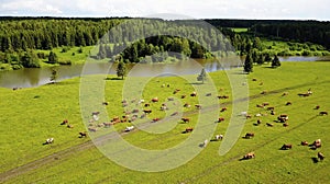 aerial view of cows on green pasture in Switzerland