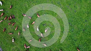 aerial view of cows on green pasture in Switzerland