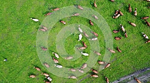 aerial view of cows on green pasture in Switzerland