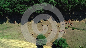 Aerial view of cows in a herd on a green pasture in the countryside near vineyard fields