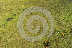 Aerial view of cows in a herd on green pasture in Estonia.