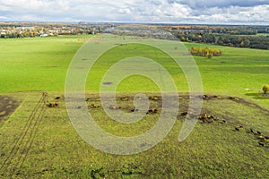 Aerial view of cows in a herd on green pasture in Estonia.