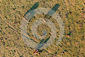 Aerial view of cows in a meadow
