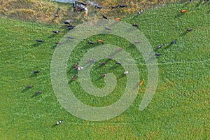 Aerial view cows in New Zealand