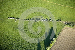 Aerial View : Cows in queue crossing a meadow