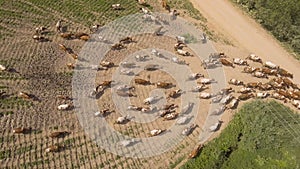 Aerial view:Cows walking along the road