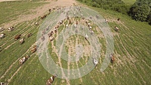 Aerial view:Cows walking along the road