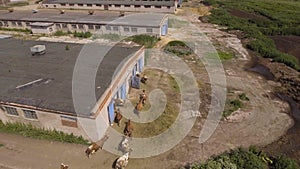 Aerial view:Cows walking along the road