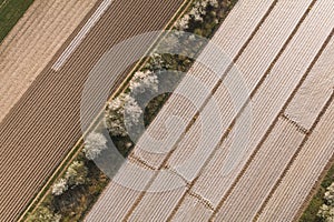 aerial view of the crop fields