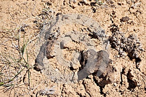 Aerial view of cryptosoil in dry desert topsoil of Utah