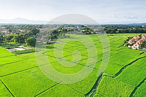 Aerial view of cultivated land